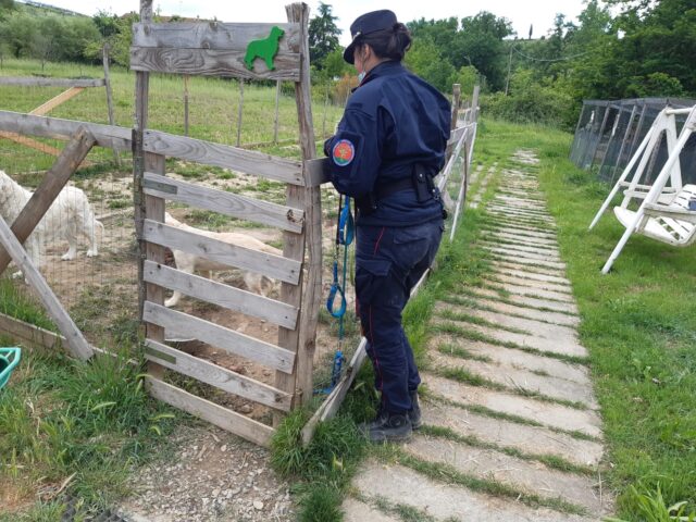 Sequestrato un cane preso a calci dal proprietario