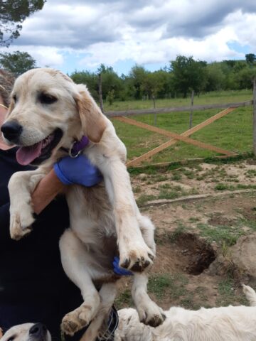 Sequestrato un cane preso a calci dal proprietario