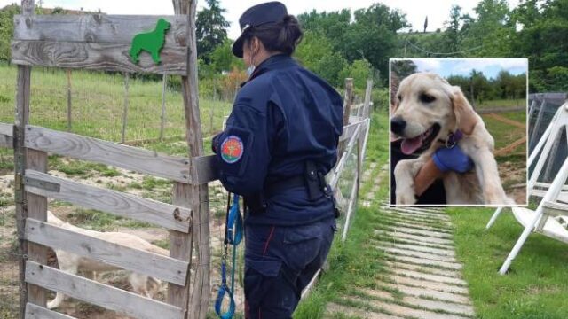 Sequestrato un cane preso a calci dal proprietario 