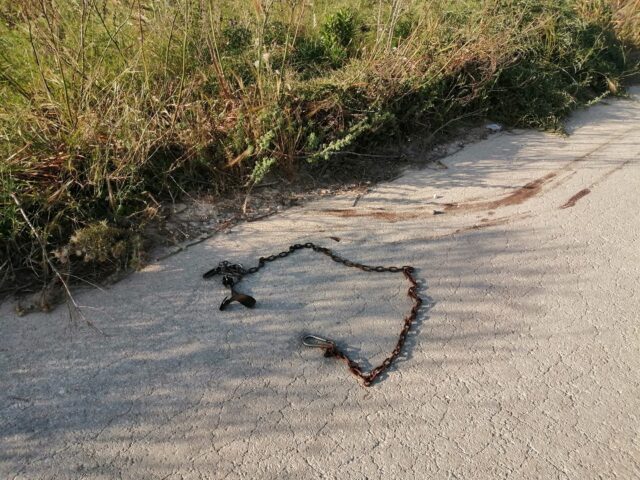 Sequestrato un cane preso a calci dal proprietario