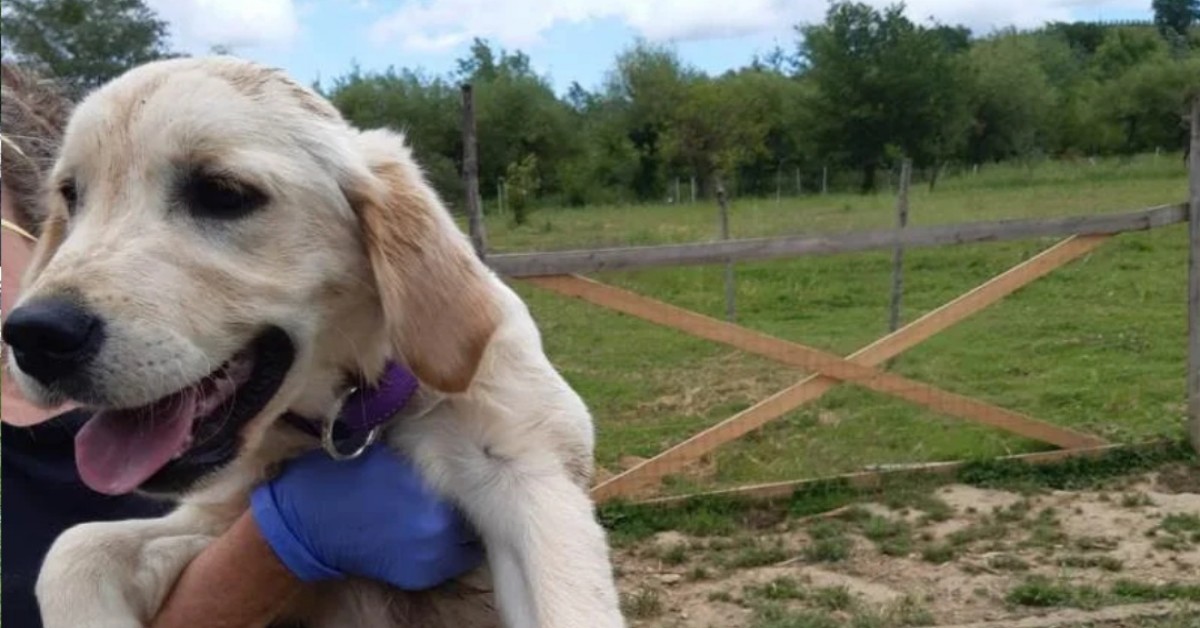 Vinci, prende a calci il cane e i carabinieri lo sequestrano: “volevo educarlo”