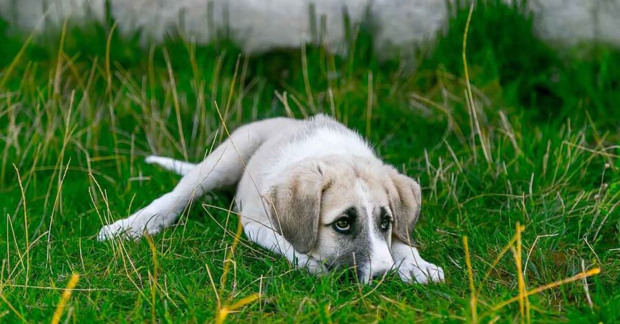 Cane in cerca di famiglia