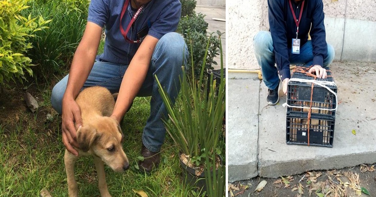 Proprietario abbandona il cane in una scatola e va via