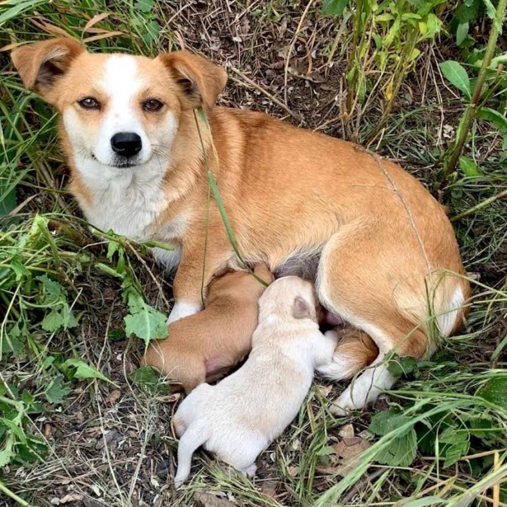 Moli la cagnolina