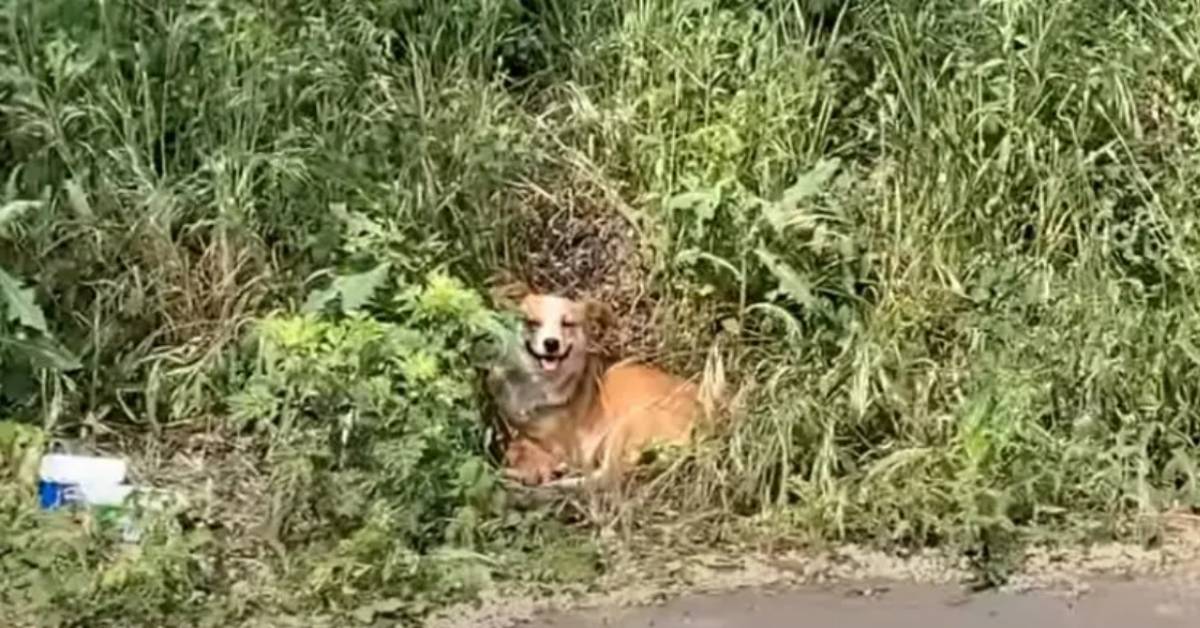 Il salvataggio di una cagnolina abbandonata con i suoi cuccioli per strada (VIDEO)
