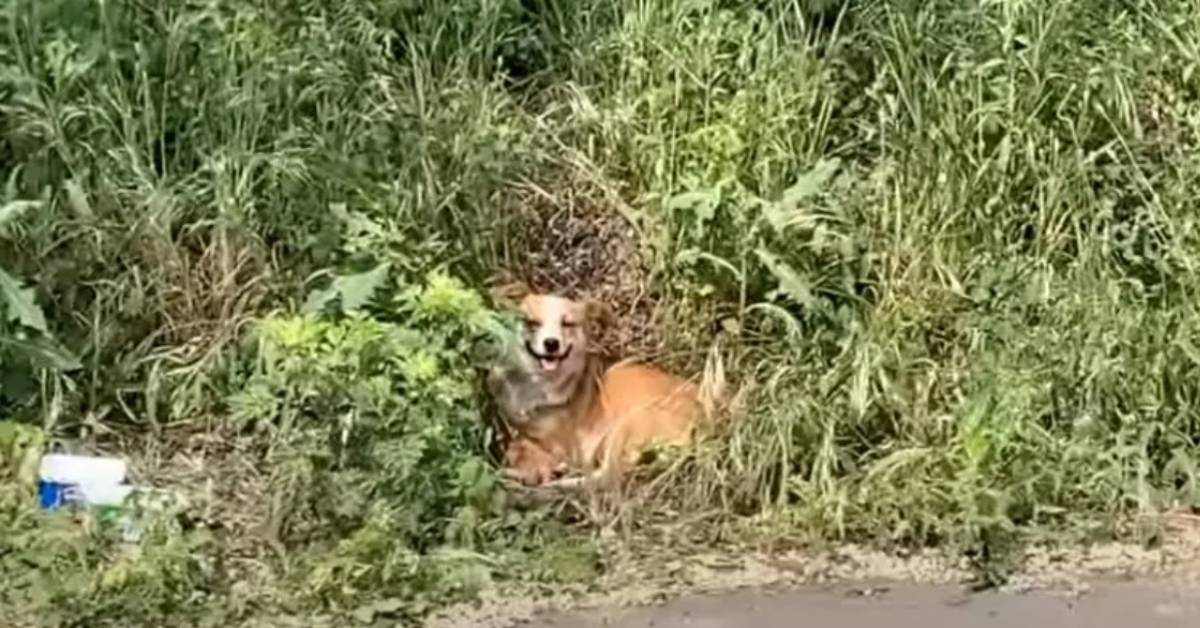 cagnolina e cuccioli