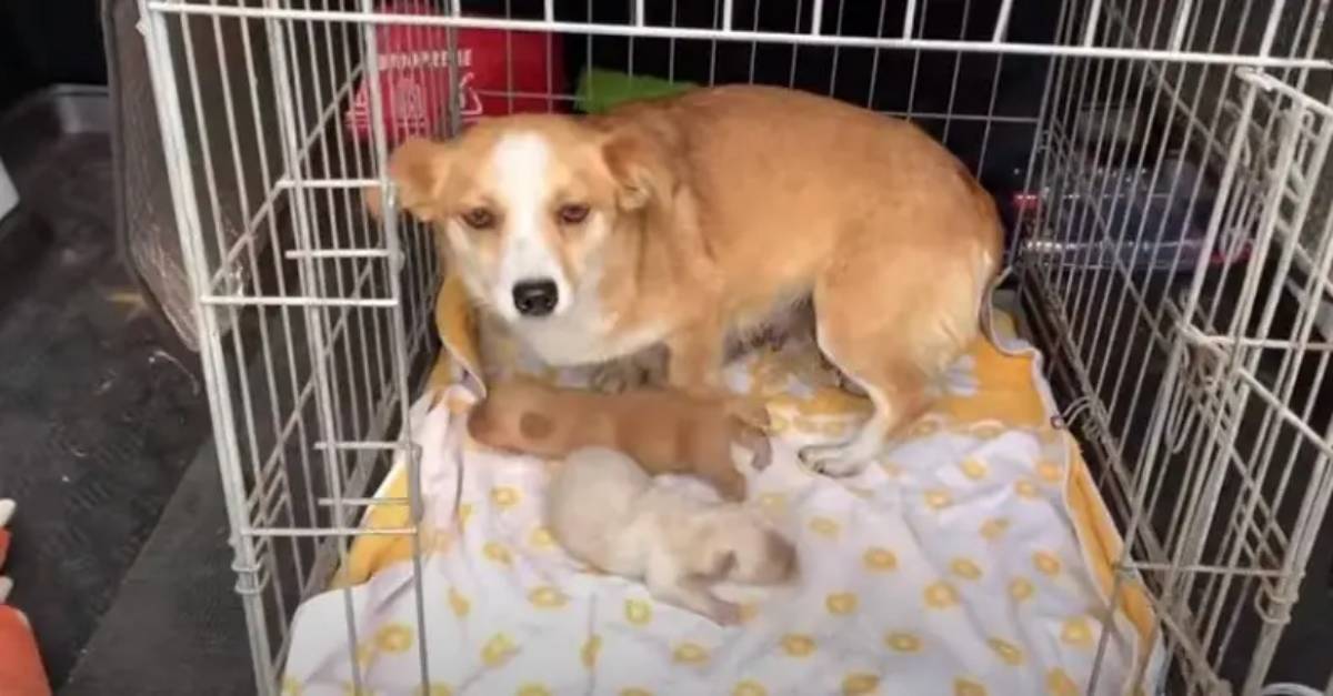 cagnolina e i suoi cuccioli 
