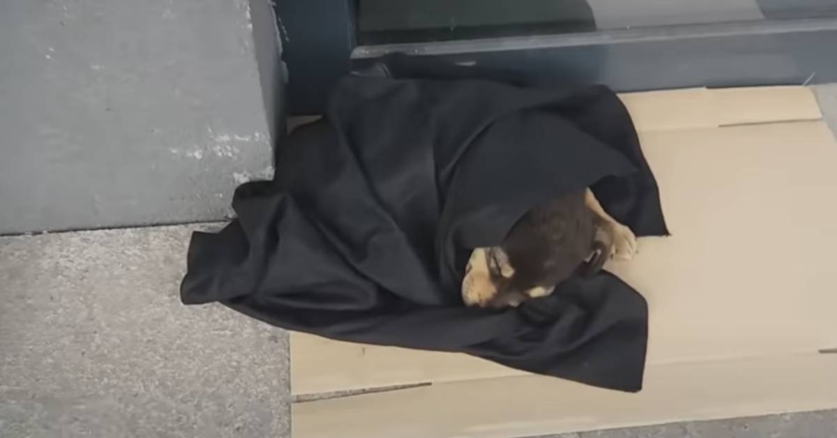 Il salvataggio di Lery, il cucciolo che si stava congelando (VIDEO)