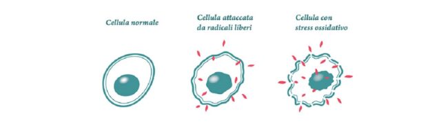 Cellula con stress ossidativo