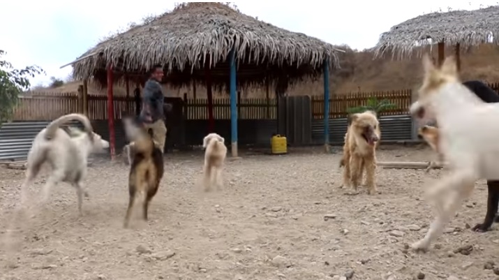 Il rifugio Esperanza Canina