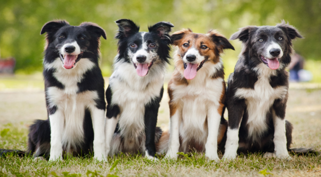 Il test per l'età mentale: quanti cani vedi?