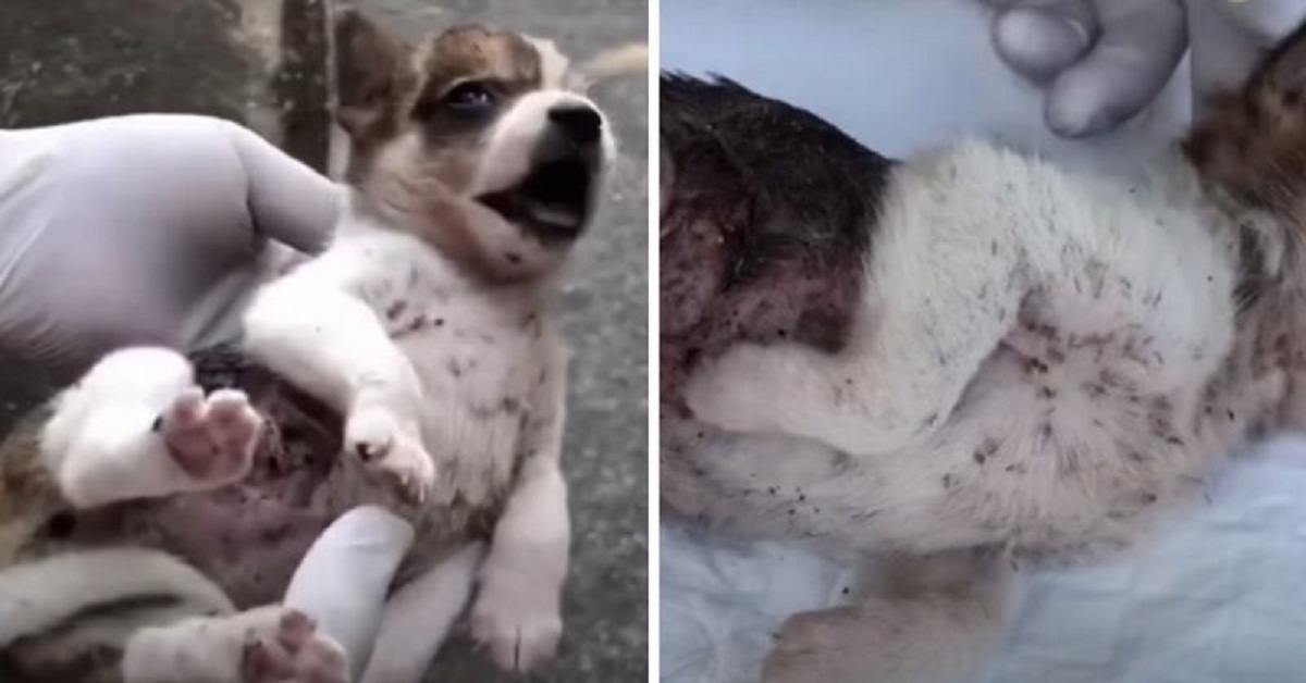 Trova la cagnolina agonizzante e promette di salvarla