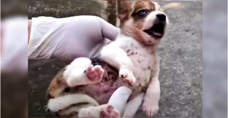 Cagnolina urla dal dolore