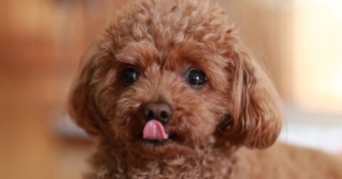 Monopoli, truffatori vendono un cane inesistente, per 550 euro