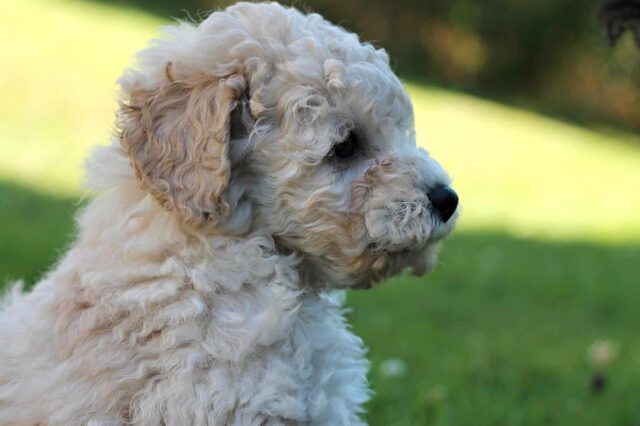 Cucciolo di barboncino venduto da truffatori