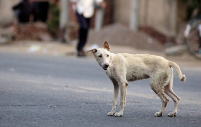 Cane ucciso in Turchia