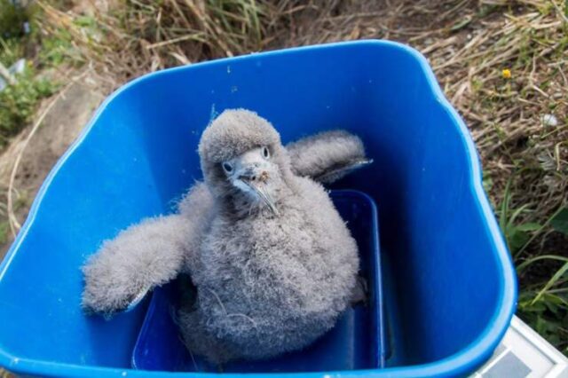 Pulcini di uccelli marini salvati da un tassista