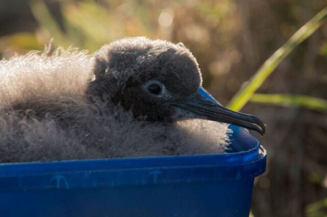 Pulcini di uccelli marini salvati da un tassista