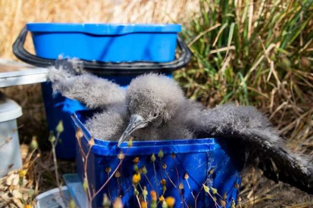 Pulcini di uccelli marini salvati da un tassista