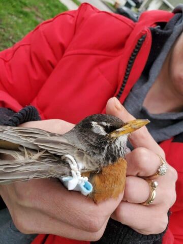 L'uccello è morto per colpa di una mascherina