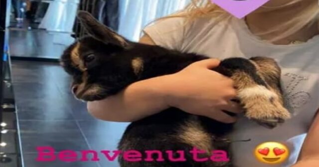 Nuovo animale in casa Totti