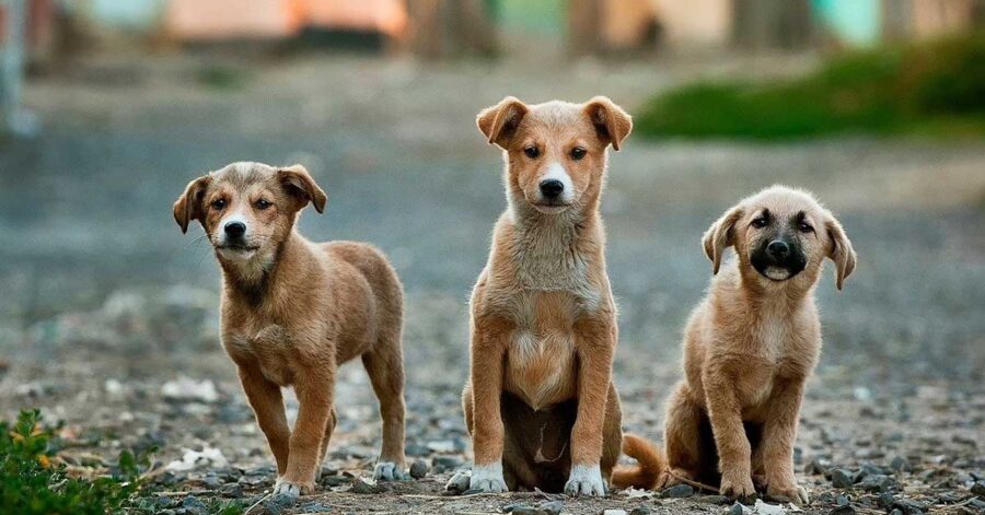 Vecchio si prende cura dei cuccioli