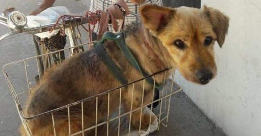 Cane in bici dal veterinario