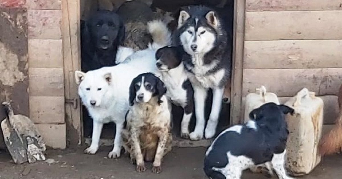 Uomo salva 600 cani e dorme con loro