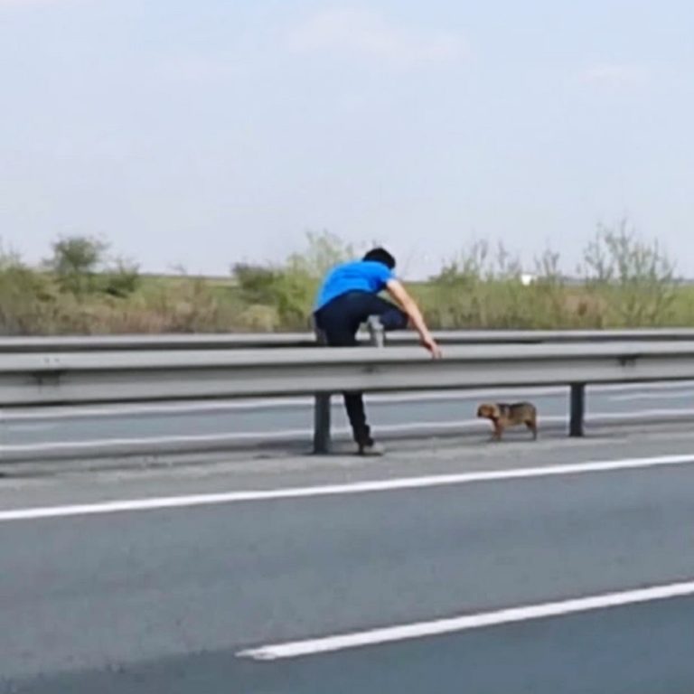 Uomo salva cane in autostrada