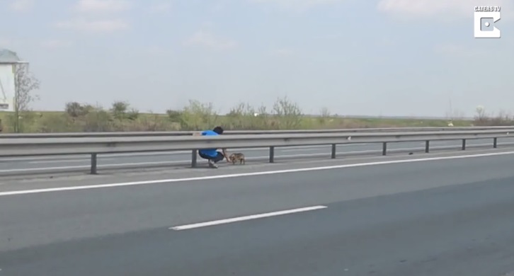 Cane in mezzo all'autostrada