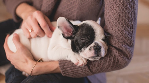 Animali da compagnia e il vademecum dell'ISS