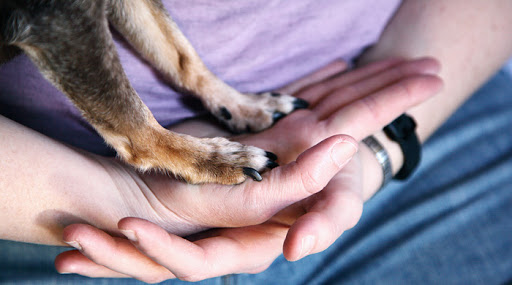 Animali da compagnia e il vademecum dell'ISS