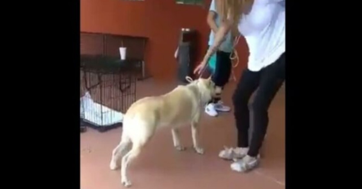 Il momento in cui Maya capisce di essere stata abbandonata: il video è virale