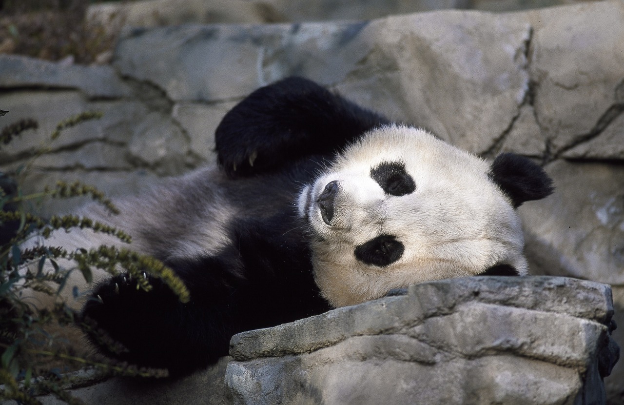 Zoo annuncia che potrebbe sopprimere alcuni animali per superare la crisi