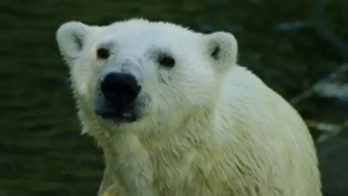 Orso polare allo zoo