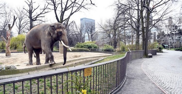 Elefante allo zoo