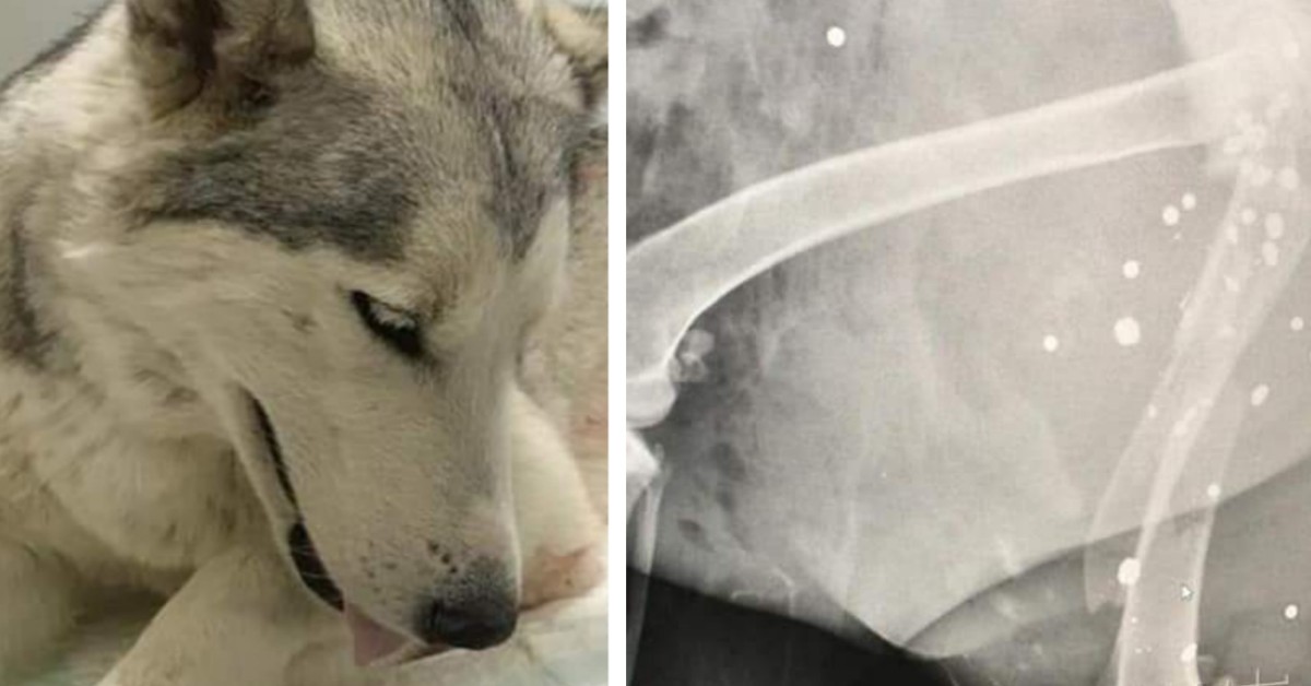 Agrigento, qualcuno ha sparato ad un cane: l’animale è morto poco dopo
