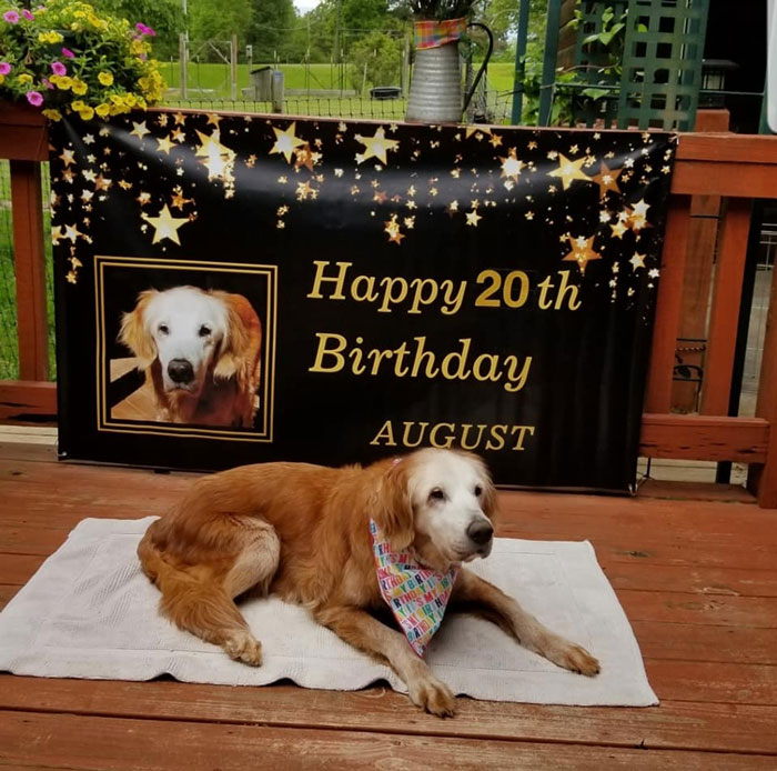 Il Golden Retriever più anziano