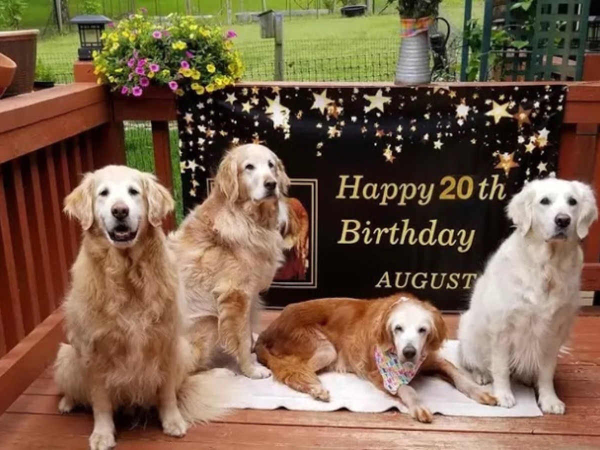 Il Golden Retriever più anziano