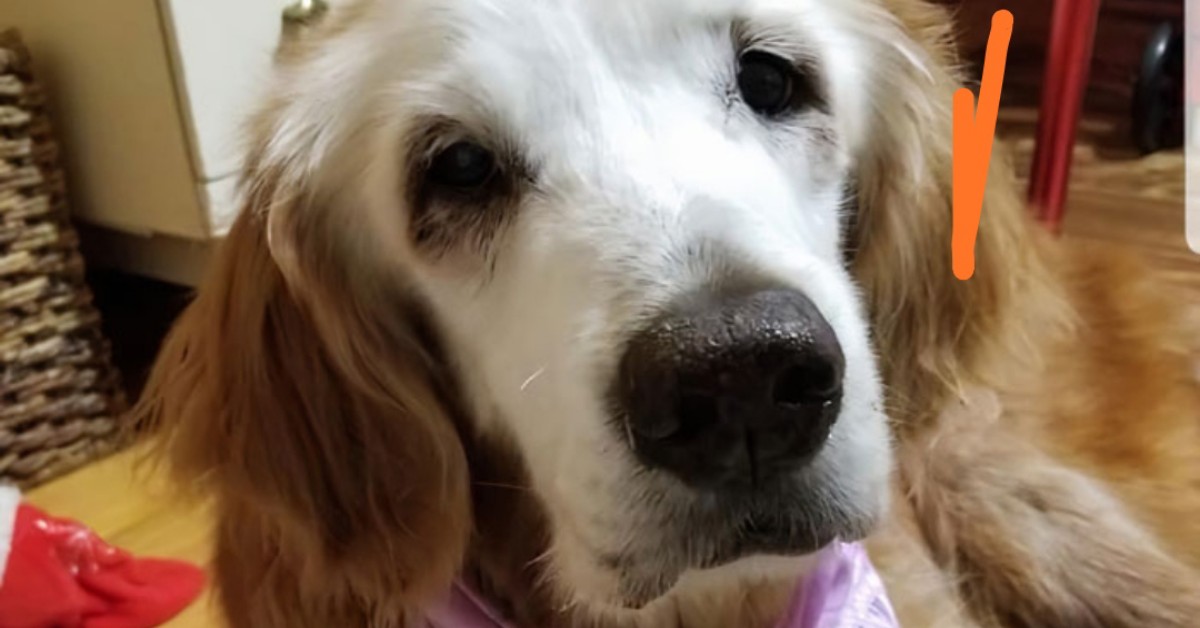 Augie, il Golden Retriever più anziano del mondo: ecco quanti anni ha