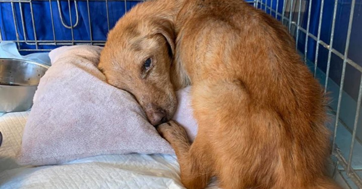 Il salvataggio di Bos, un cane con un solo destino: la morte
