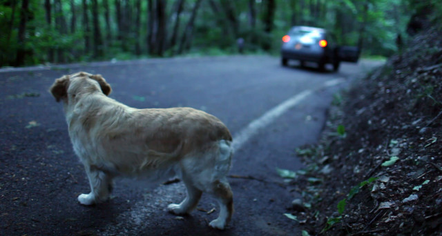 Abbandonato un cane nel cancello del rifugio