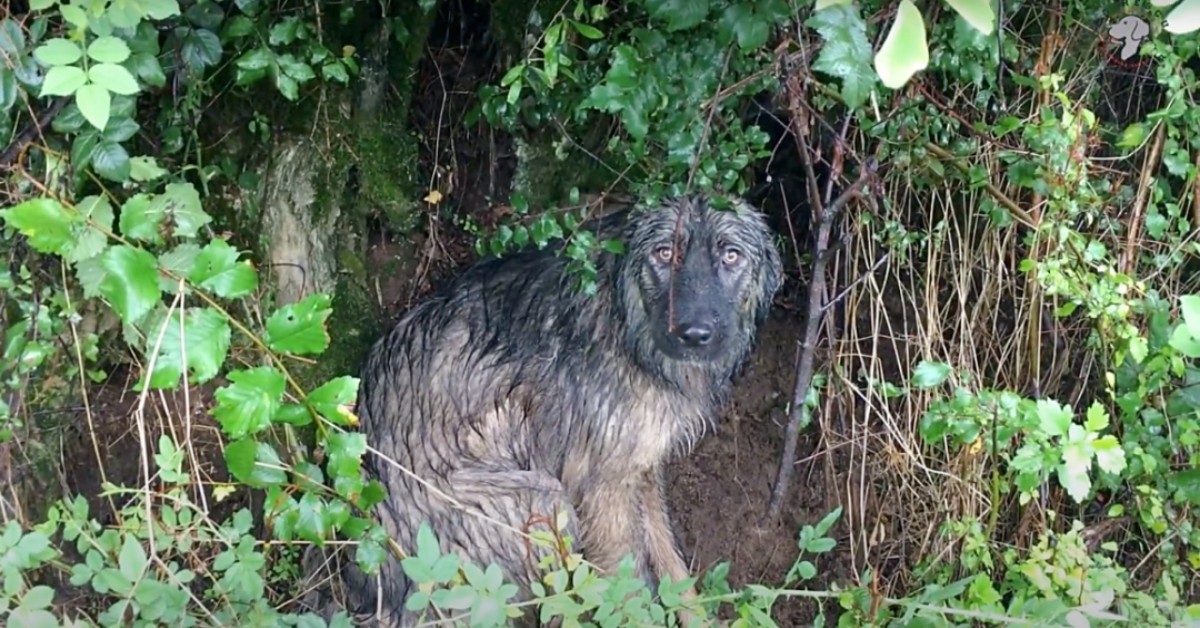Cane abbandonato sotto la pioggia: salvato dai volontari