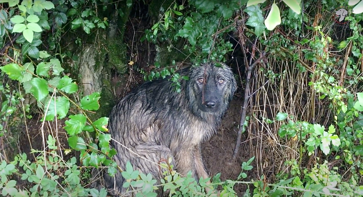 Abbandonato un cane sotto la pioggia 