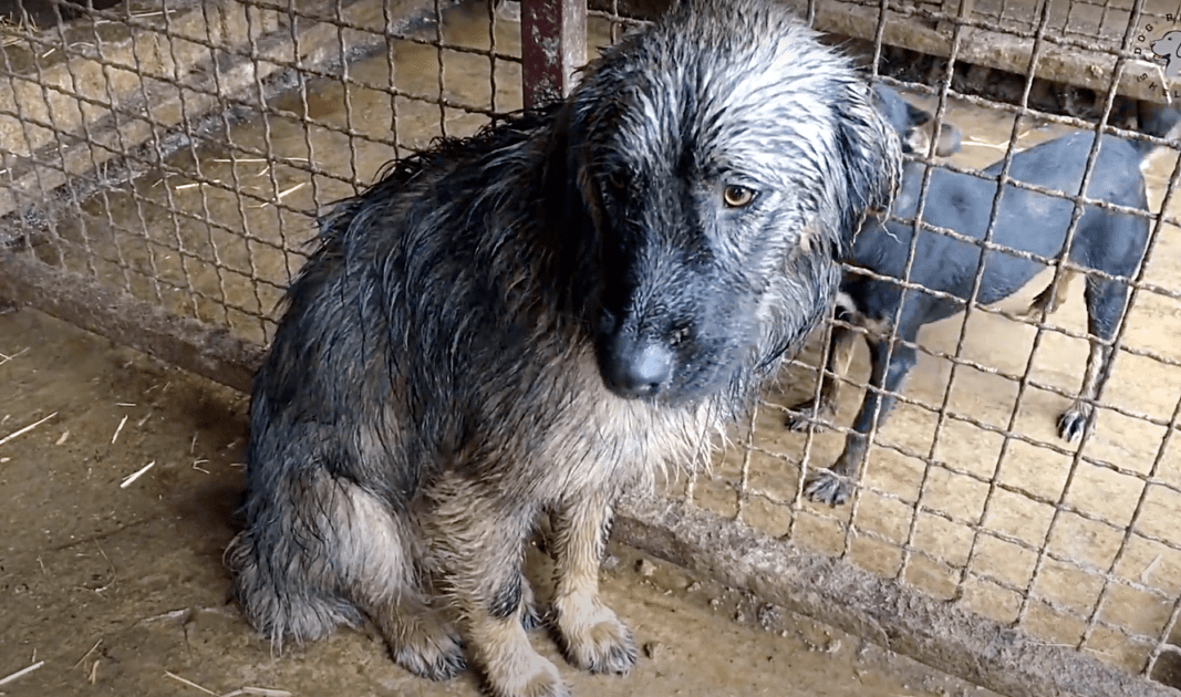 Abbandonato un cane sotto la pioggia