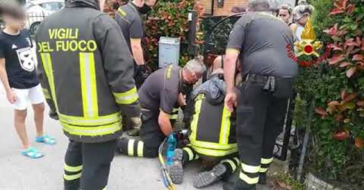 Ceregnano, cane rimasto incastrato con la testa tra le sbarre del cancello