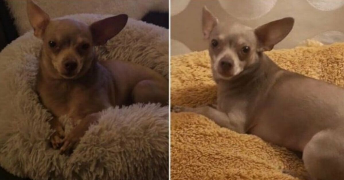Gucci, la chihuahua adottata e poi riportata indietro: una triste storia