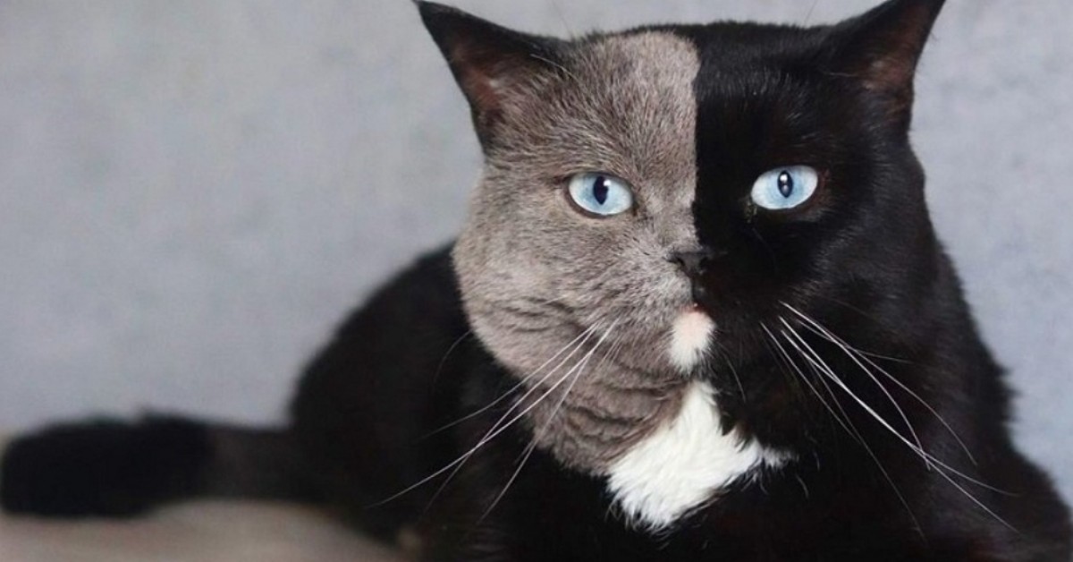 Narnia, il gatto con la faccia di due colori, è diventato papà: come sono i piccoli