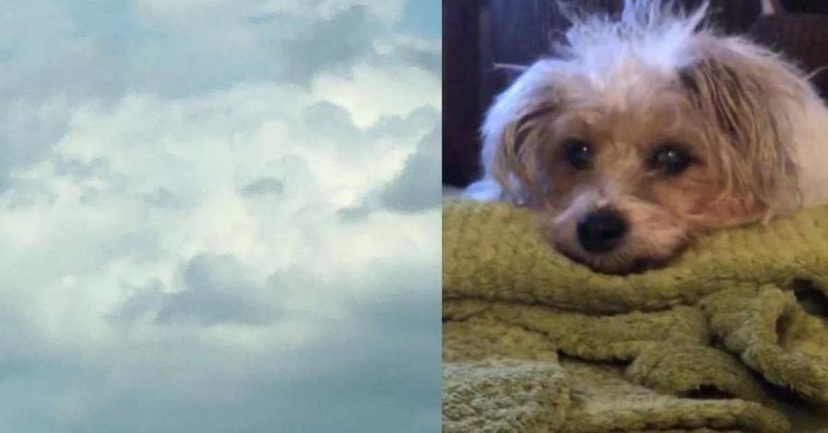 Il cane muore, pochi giorni dopo Lucy vede il suo muso tra le nuvole