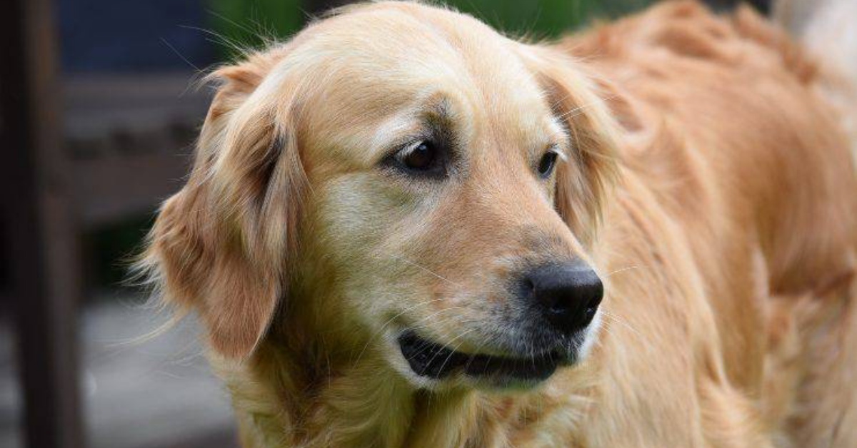 Luna è morta, la golden retriever del gruppo cinofili: si è spenta a 14 anni